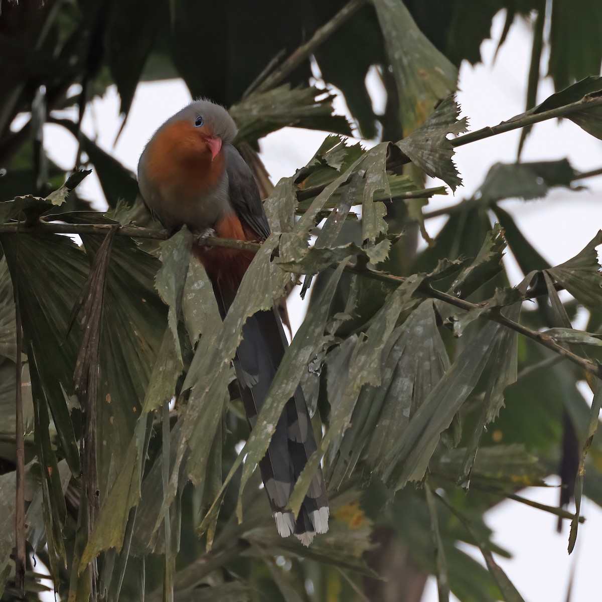 rødnebbmalkoha - ML645086832