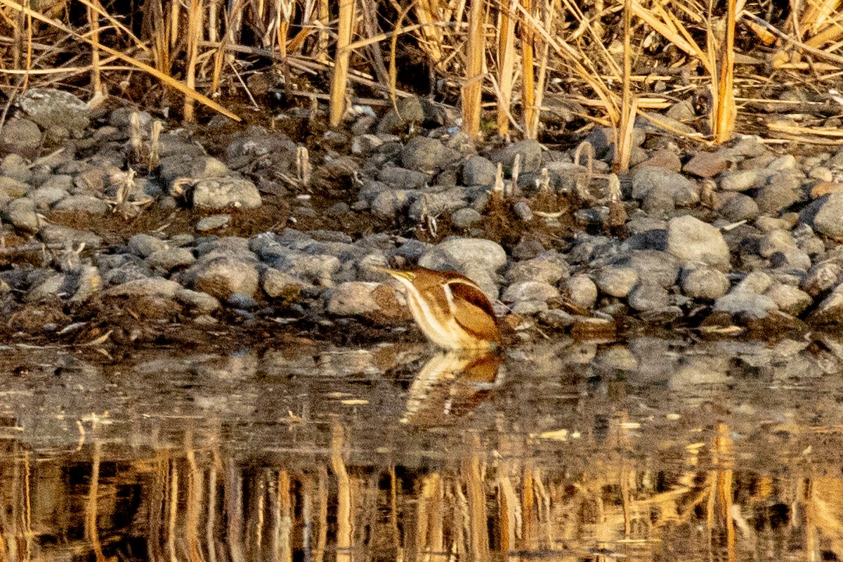 Least Bittern - ML645086837