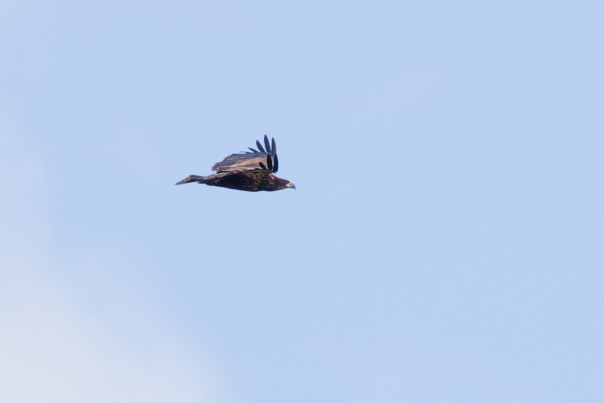 Bald Eagle - ML645086838