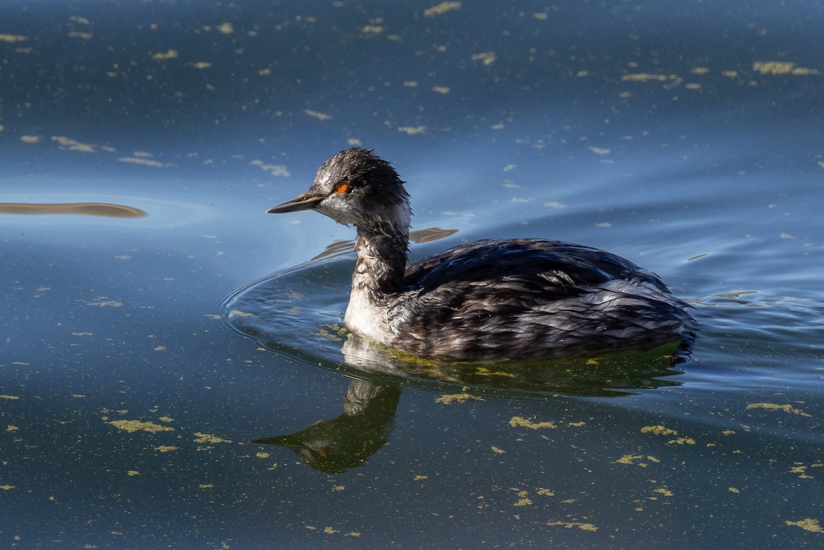 Schwarzhalstaucher - ML645086861