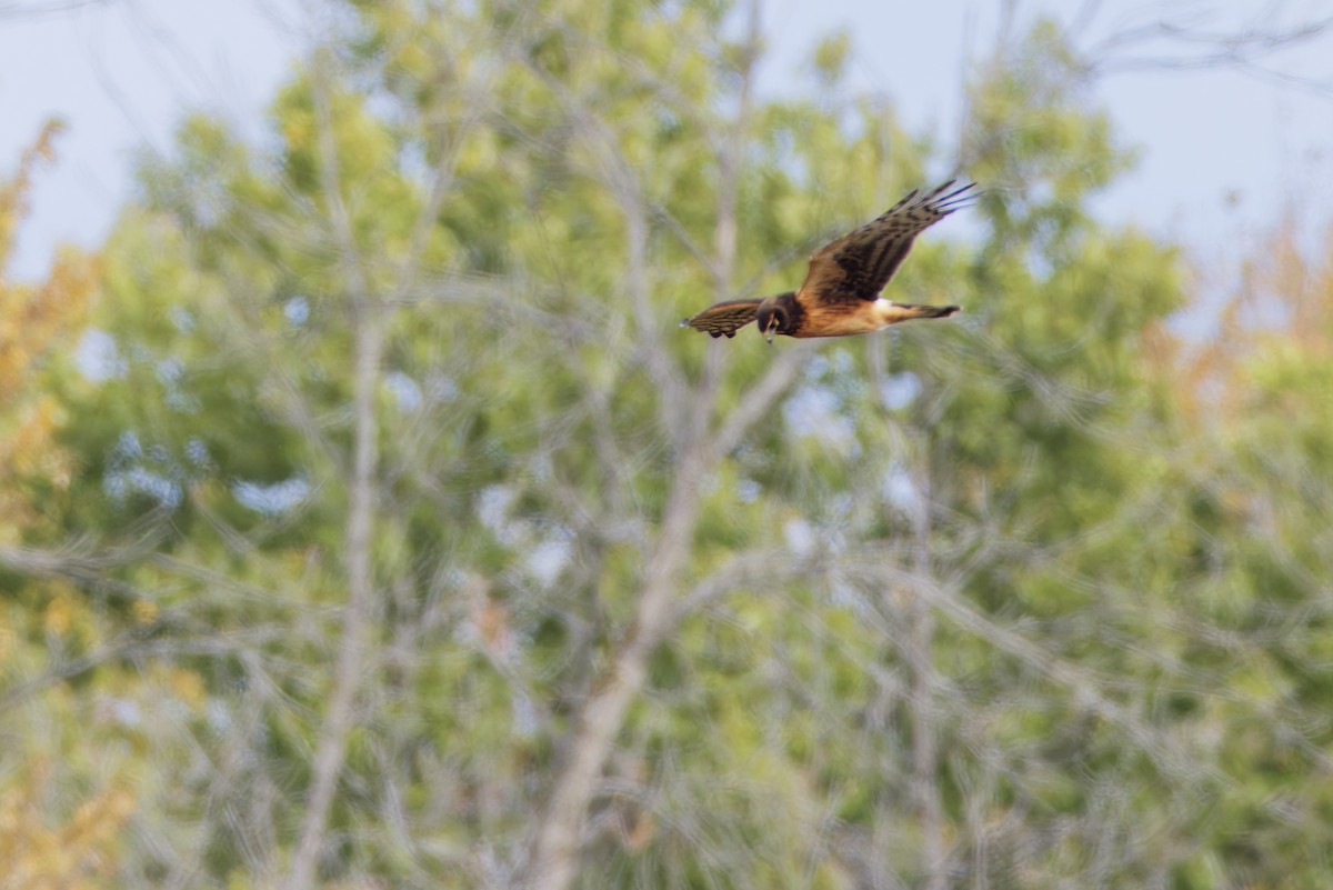 Northern Harrier - ML645086901