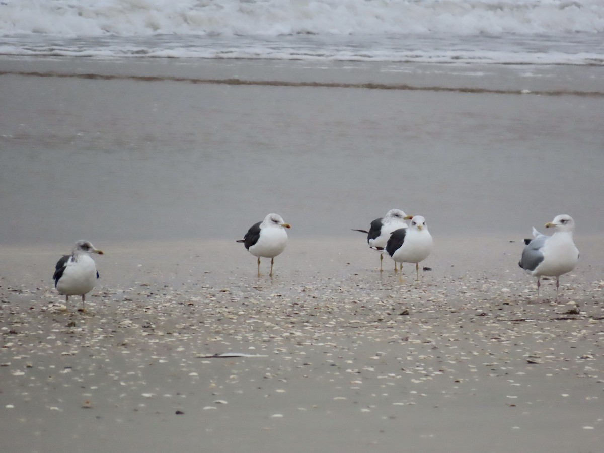 Gaviota Sombría - ML645086914