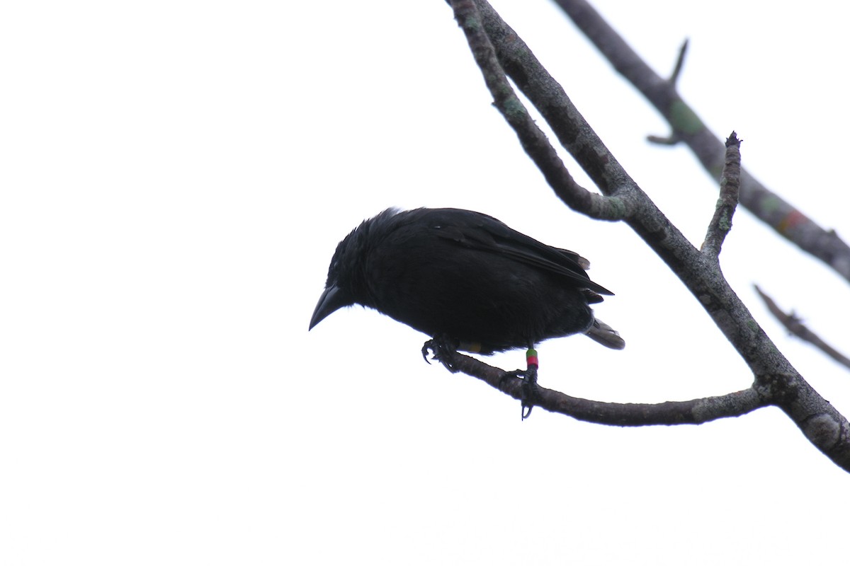 Géospize des cactus - ML645086916