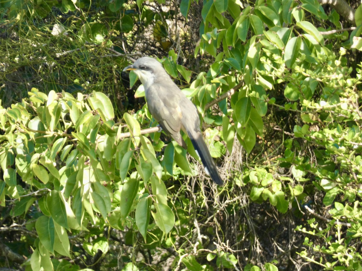 Mangrove Cuckoo - ML645086922
