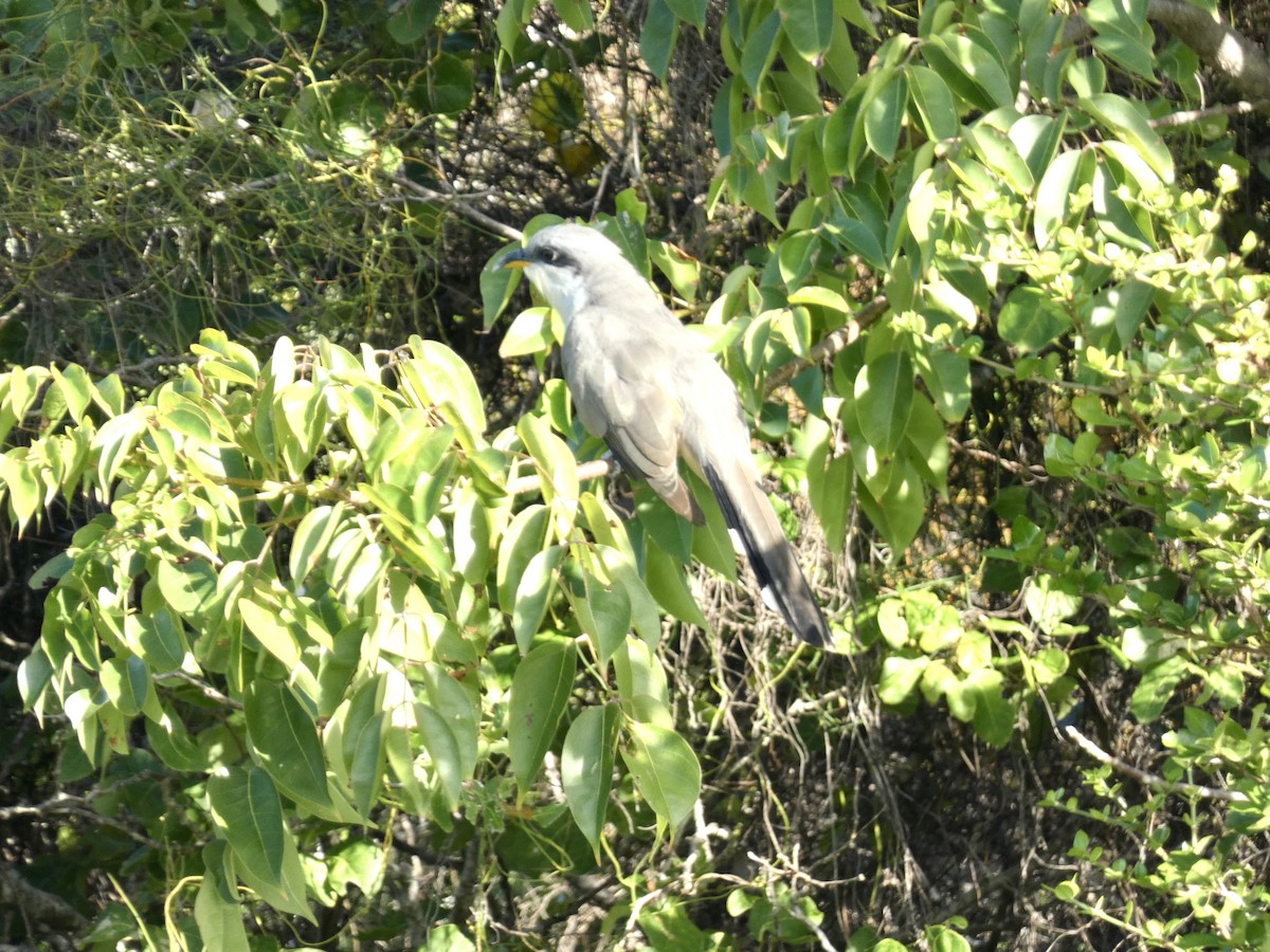 Mangrove Cuckoo - ML645086923