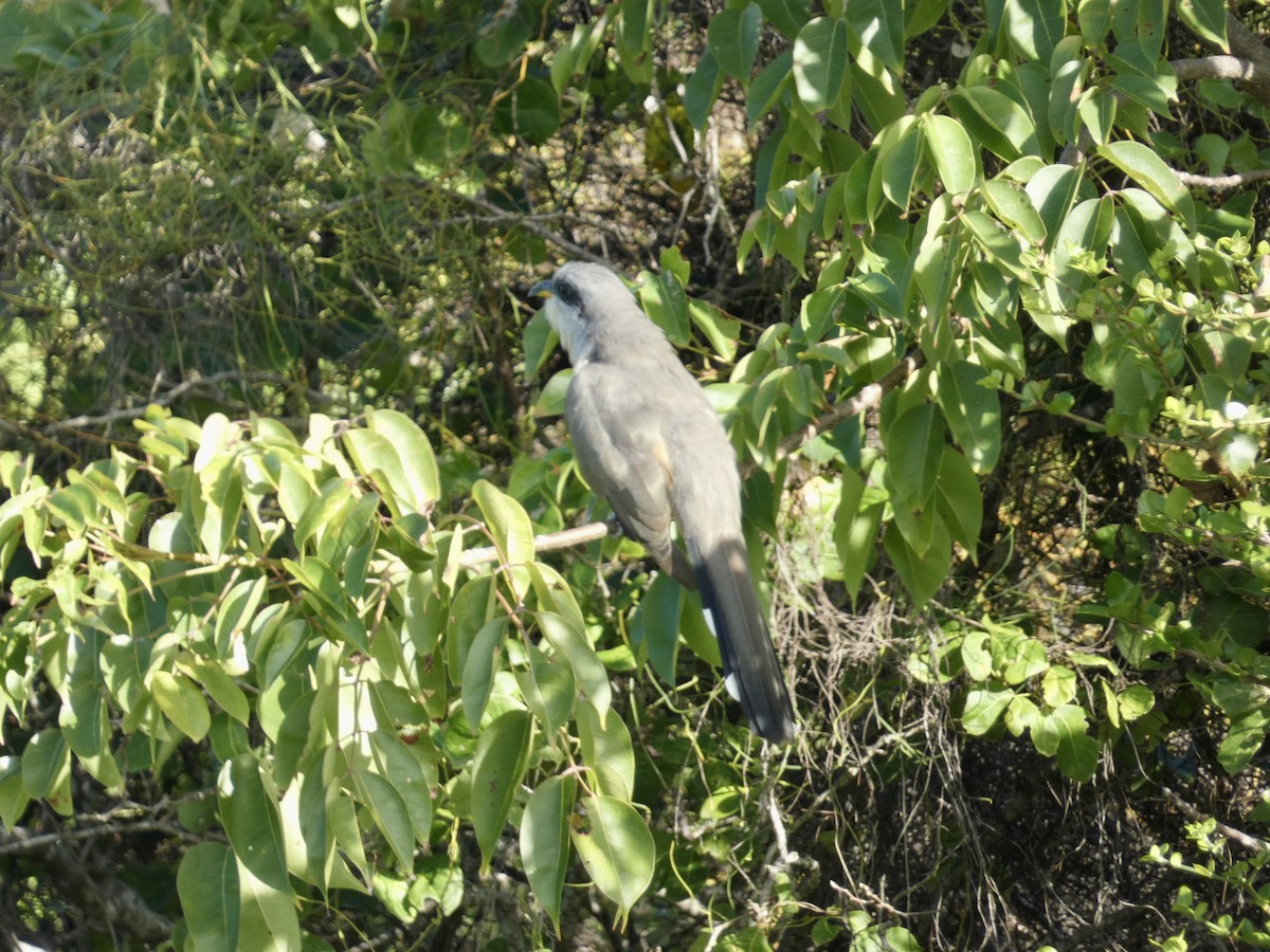 Mangrove Cuckoo - ML645086924