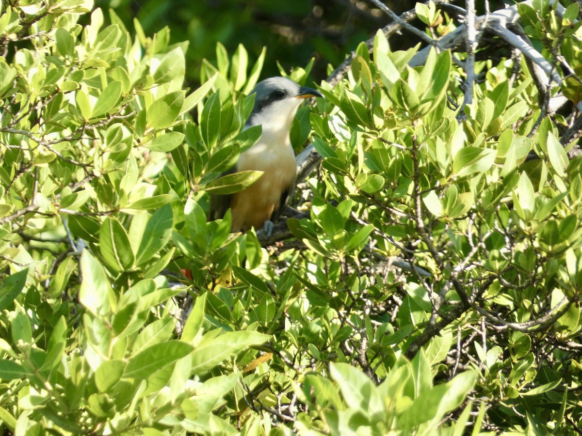 Mangrove Cuckoo - ML645086925
