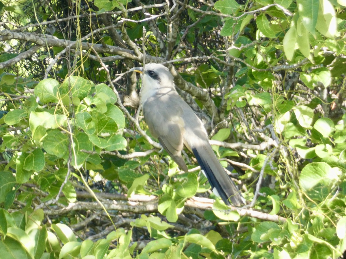 Mangrove Cuckoo - ML645086926
