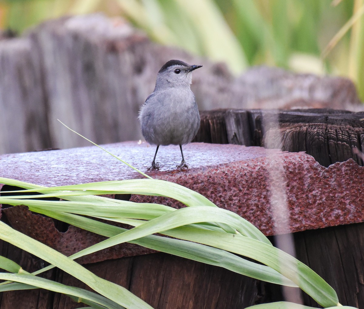 Gray Catbird - ML645086927