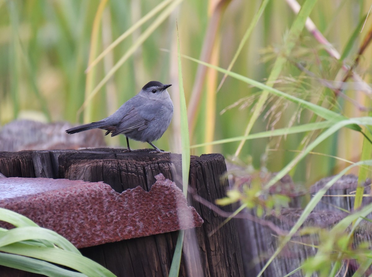 Gray Catbird - ML645086928