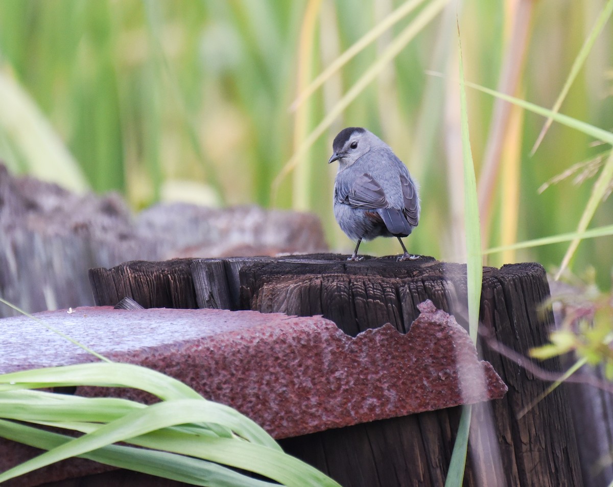 Gray Catbird - ML645086929
