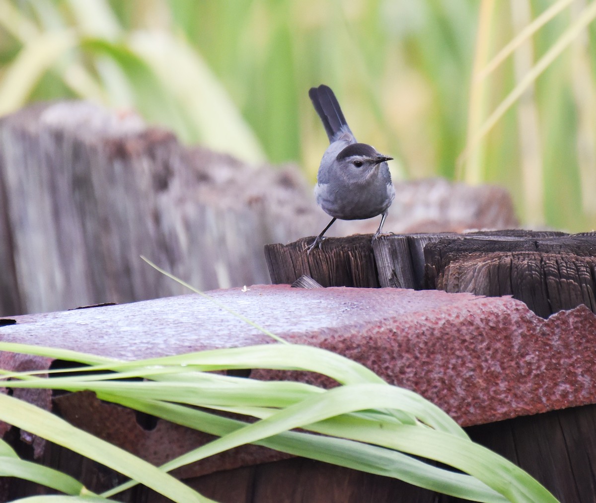 Gray Catbird - ML645086930