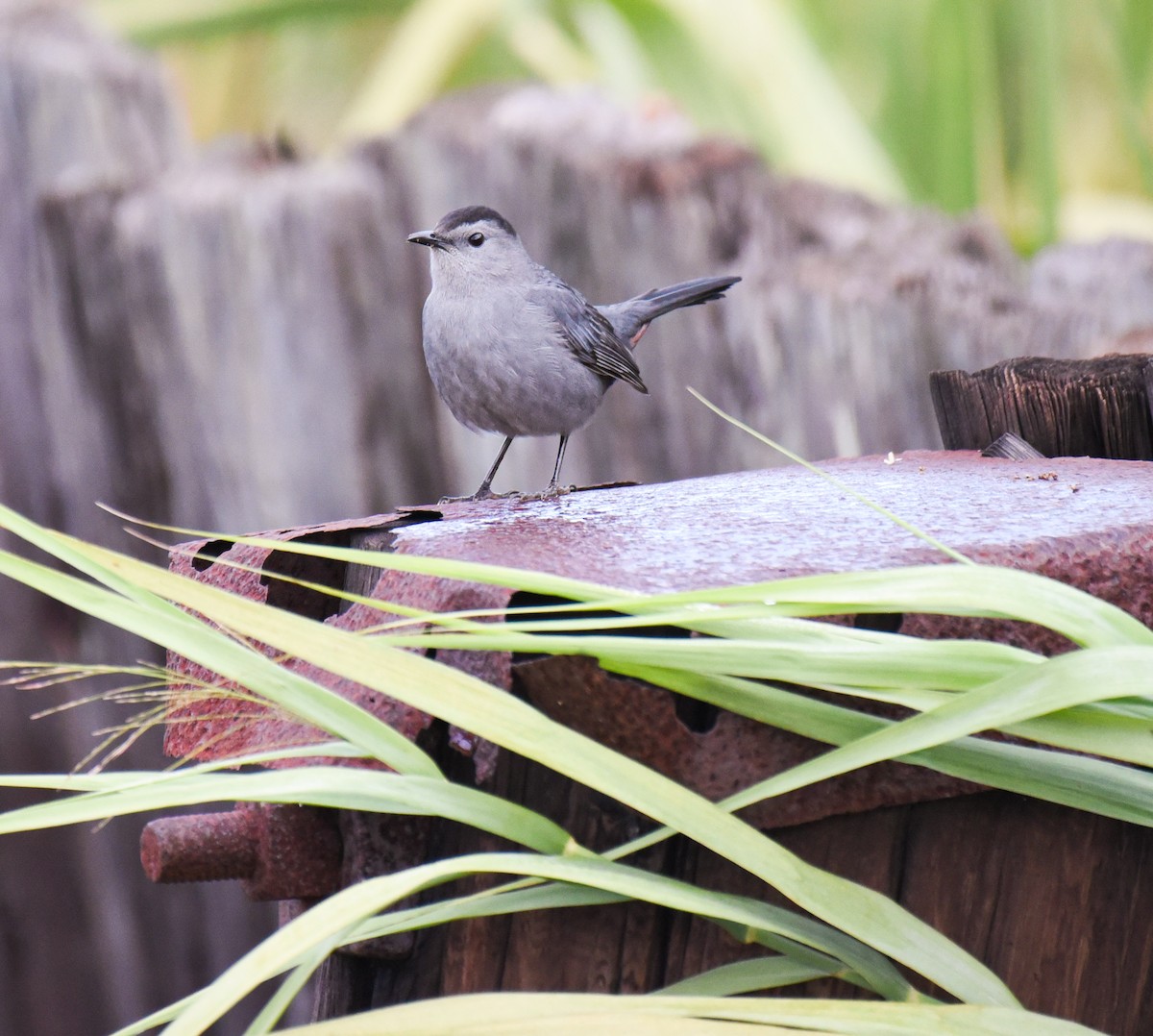 Gray Catbird - ML645086931