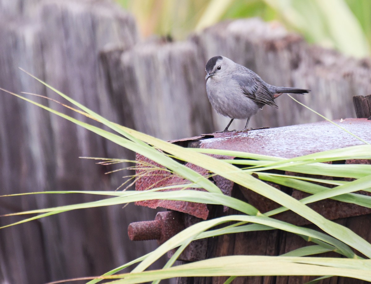 Gray Catbird - ML645086932