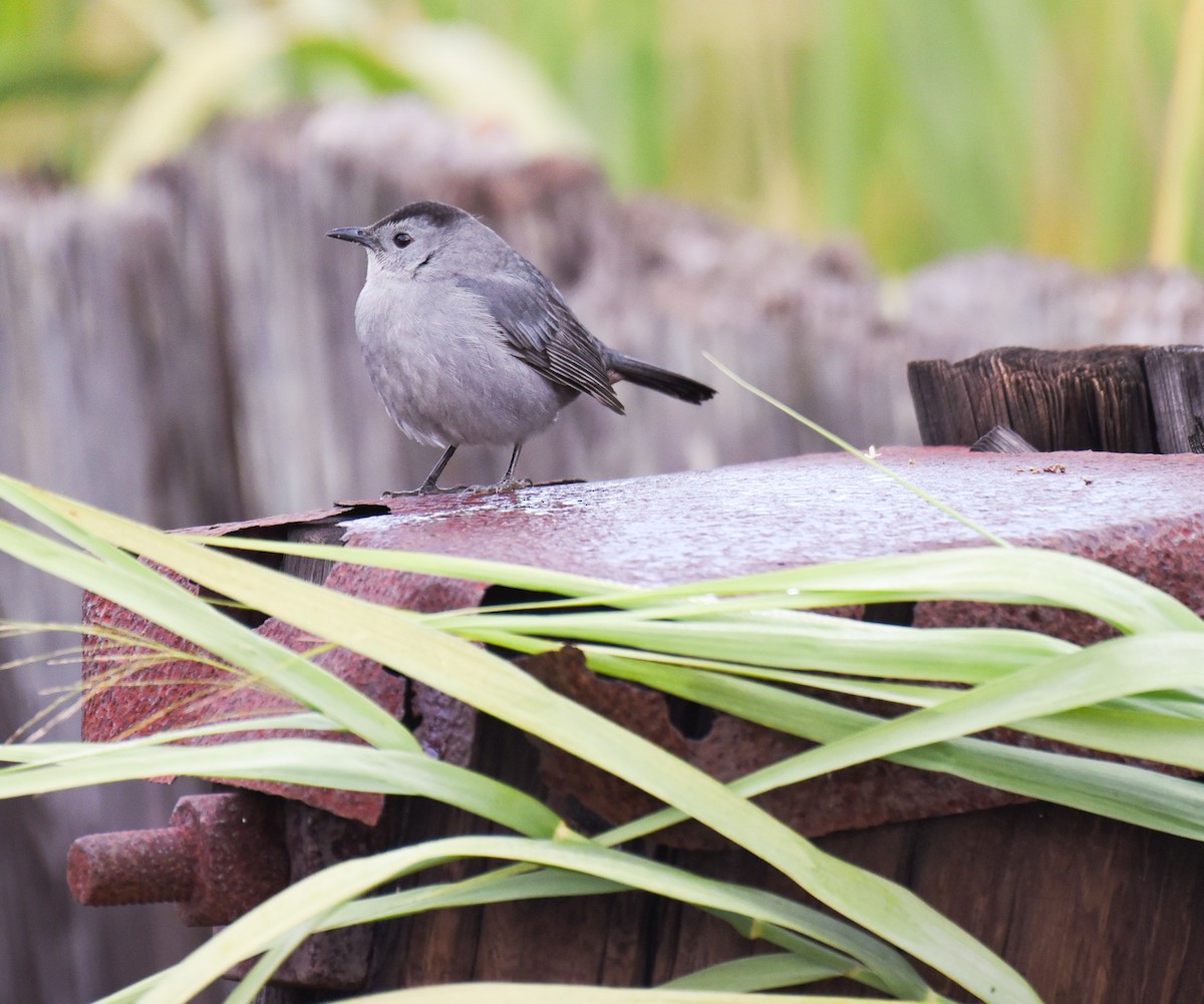 Gray Catbird - ML645086934
