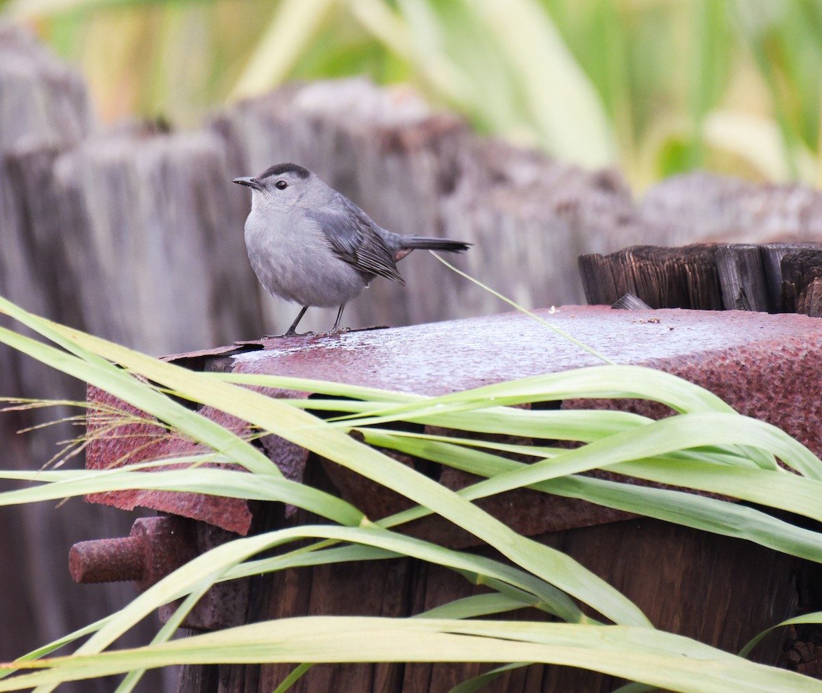 Gray Catbird - ML645086936
