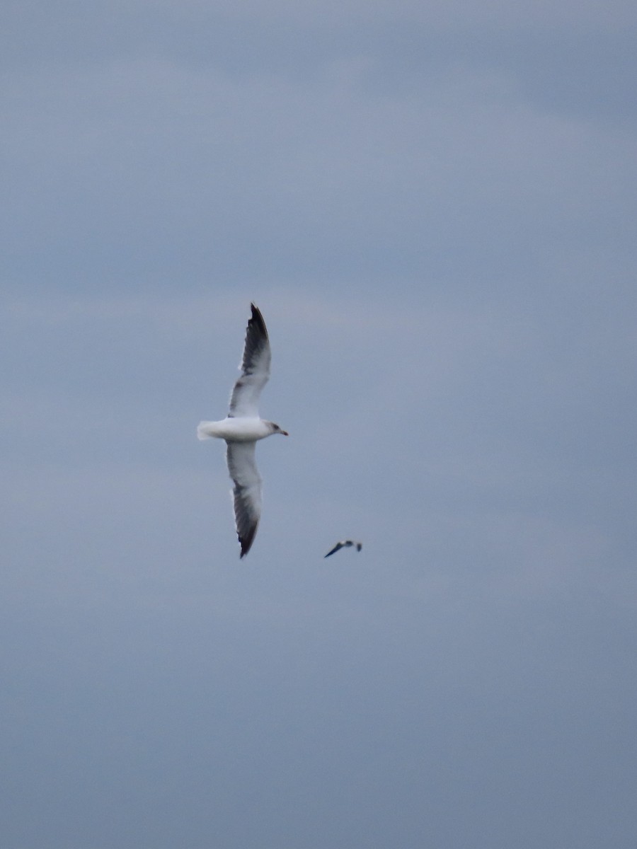 Gaviota Sombría - ML645086943