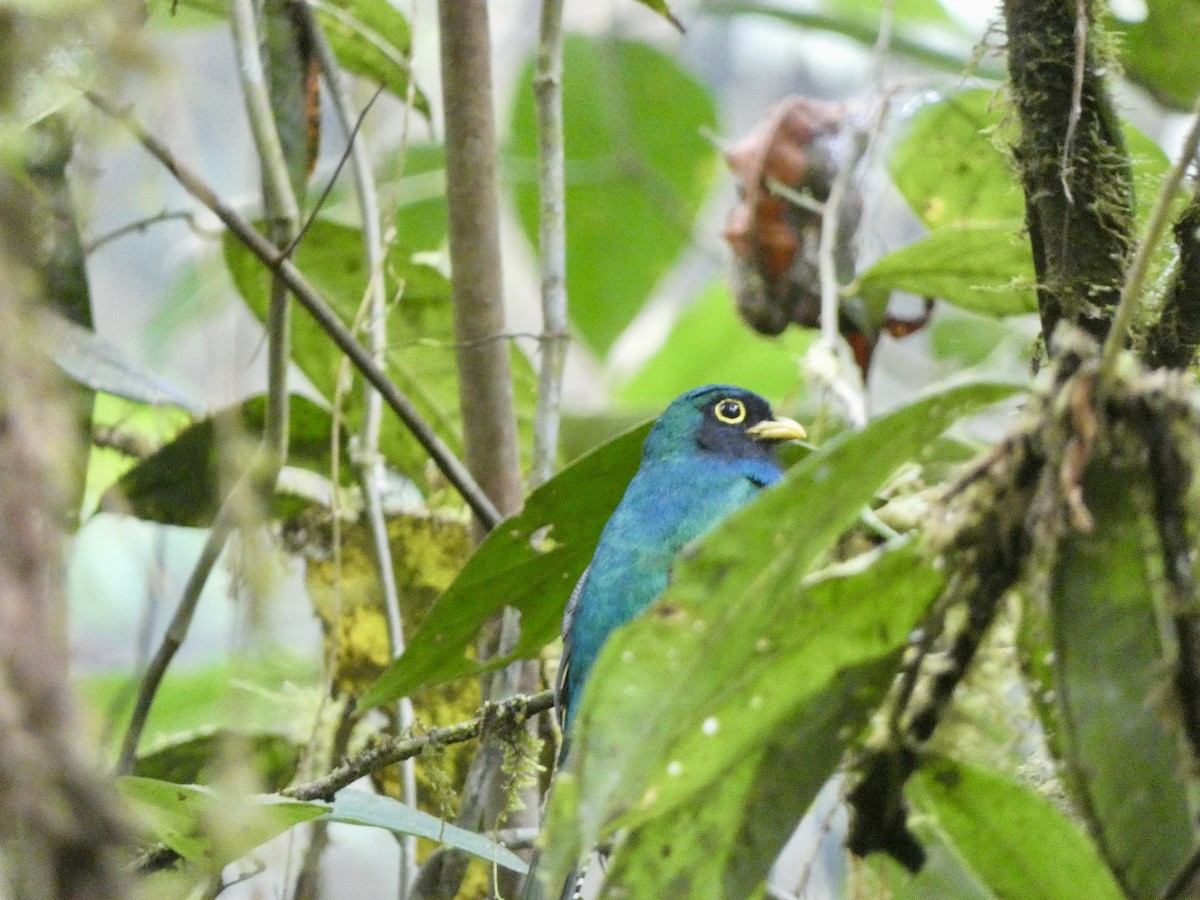Choco Black-throated Trogon - ML645086948