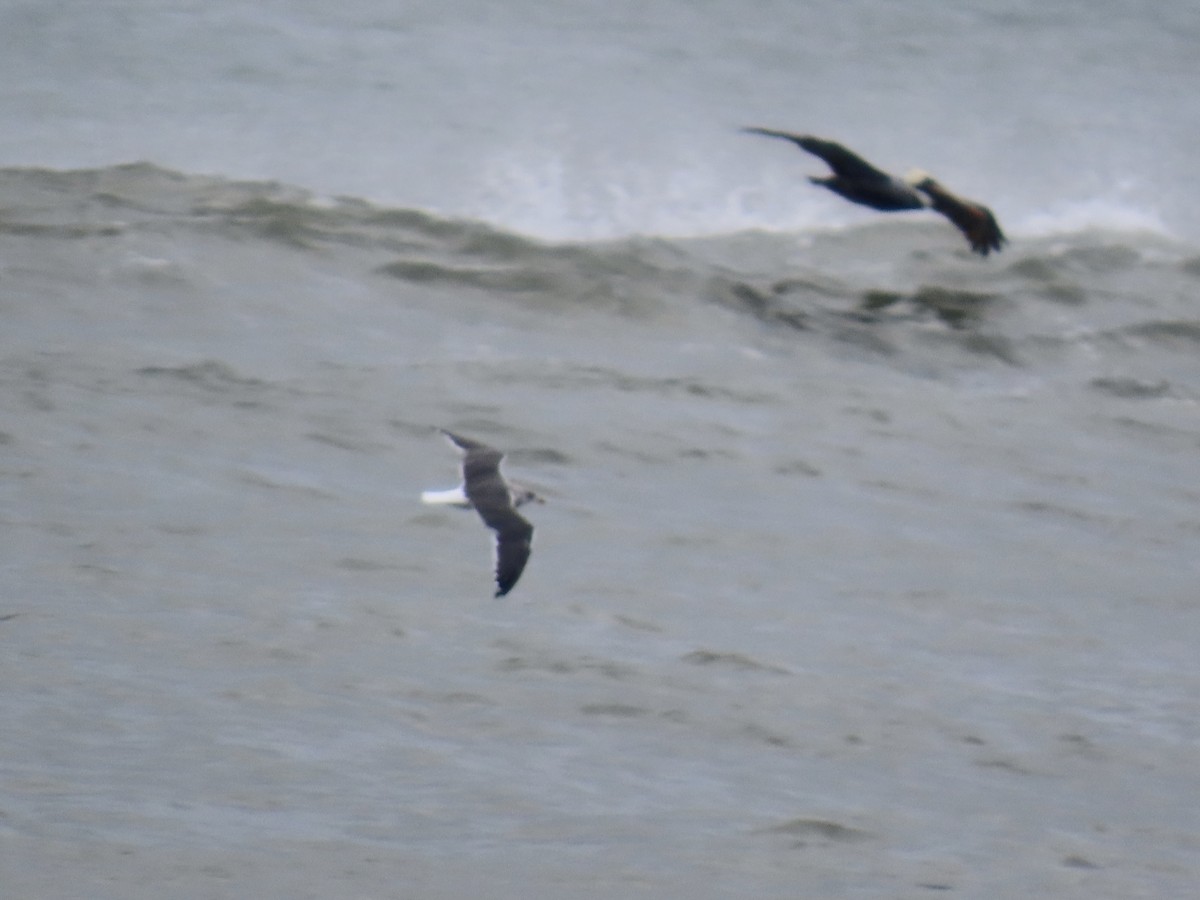 Gaviota Sombría - ML645086949