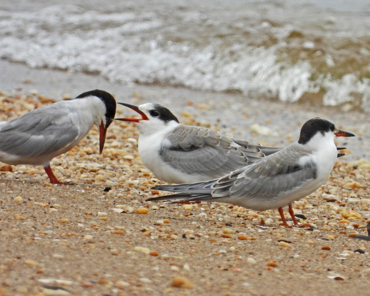 rybák obecný - ML645086958