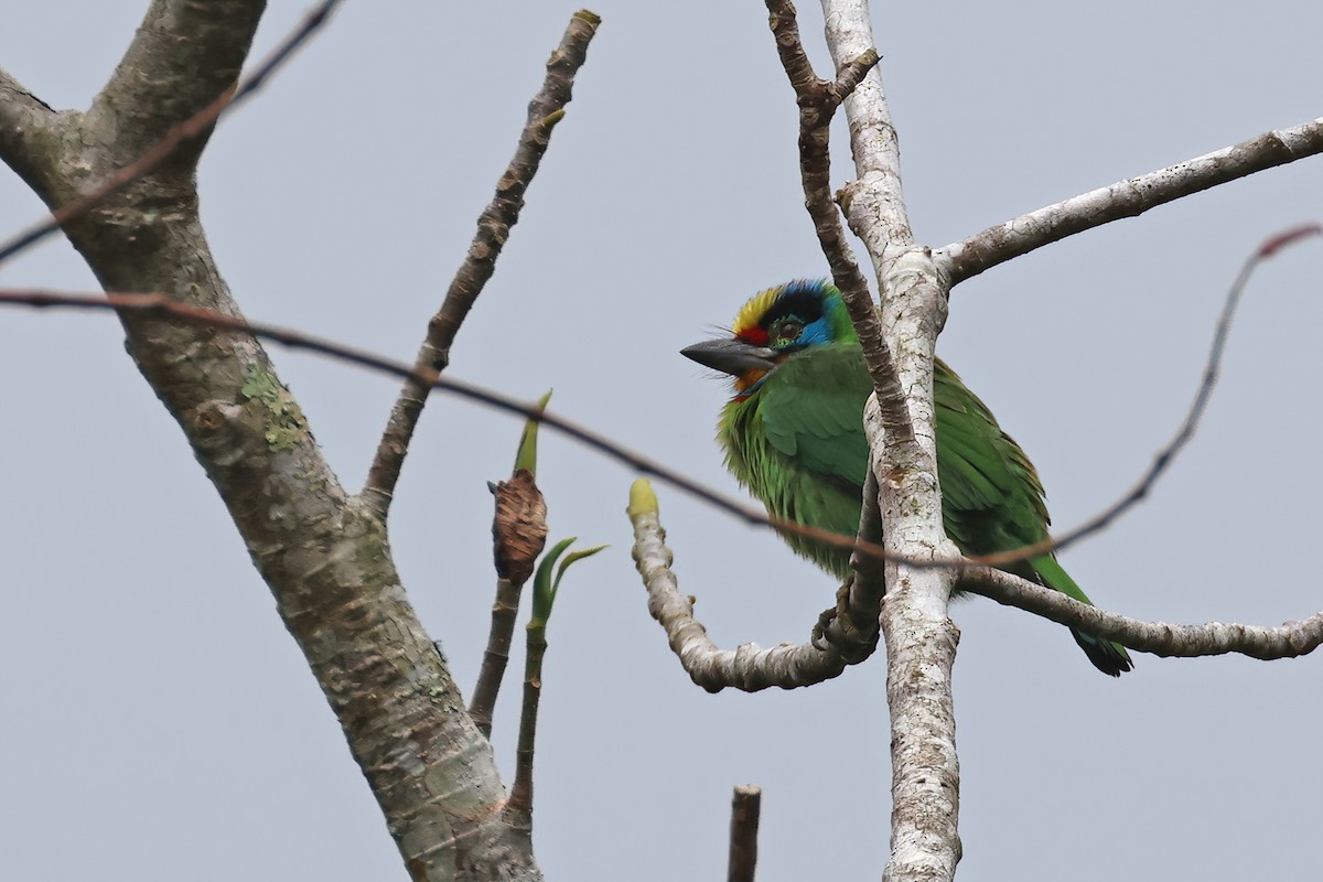 Barbudo Cejinegro - ML645086960
