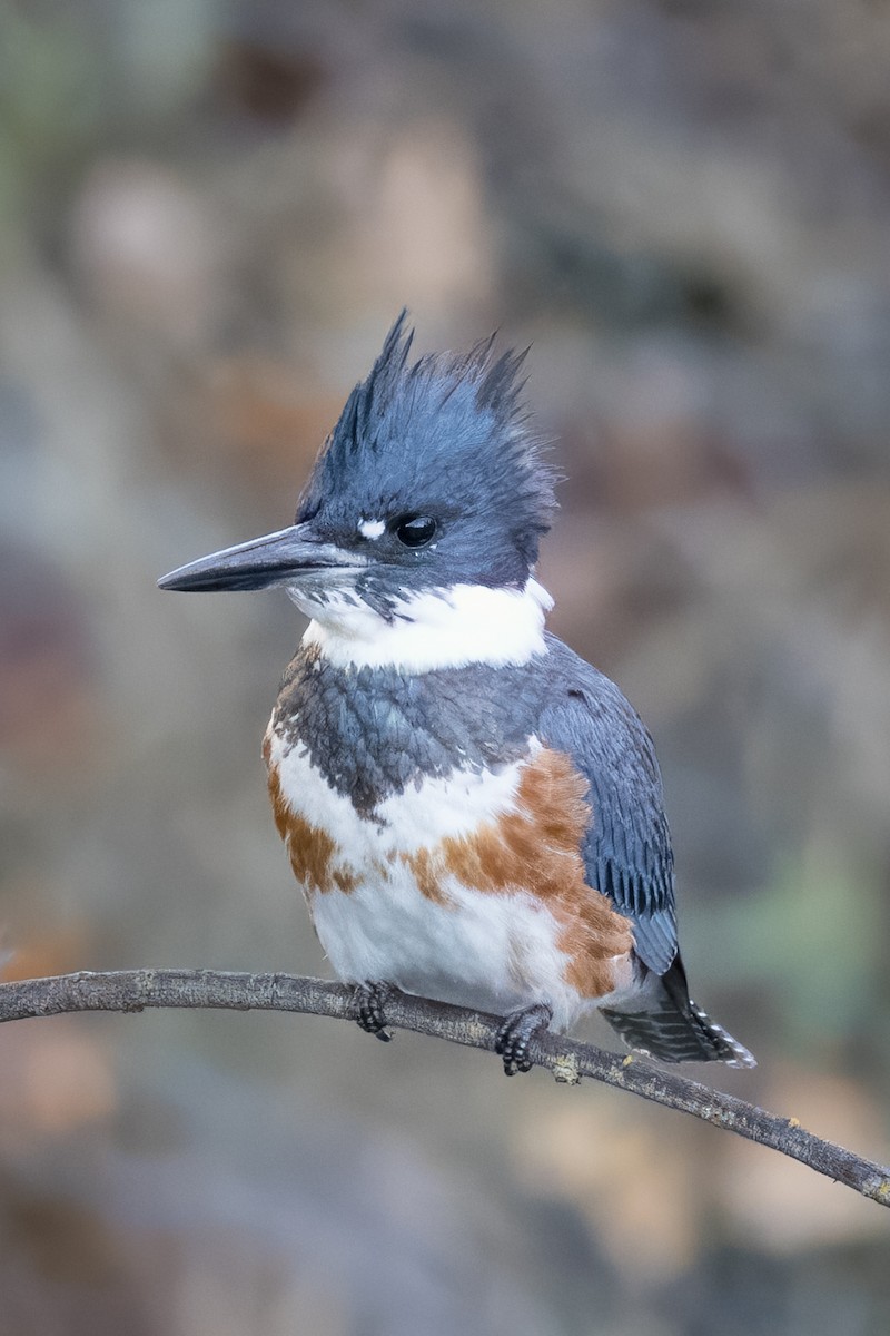 Belted Kingfisher - ML645086964
