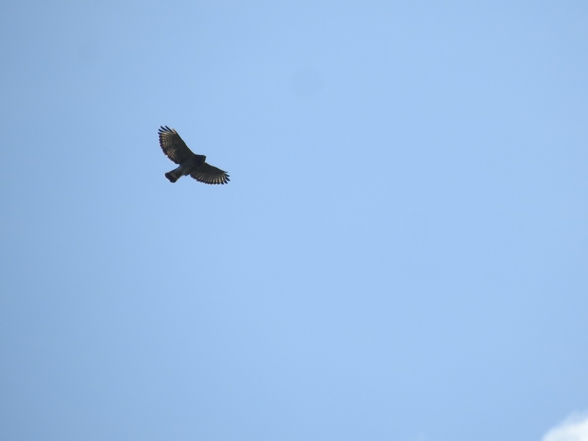 káně širokokřídlá - ML645086969