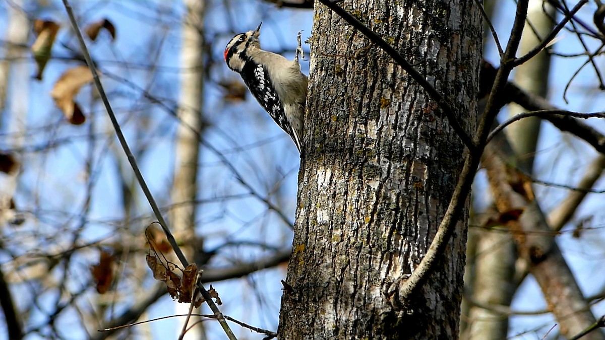 Downy Woodpecker - ML645086979