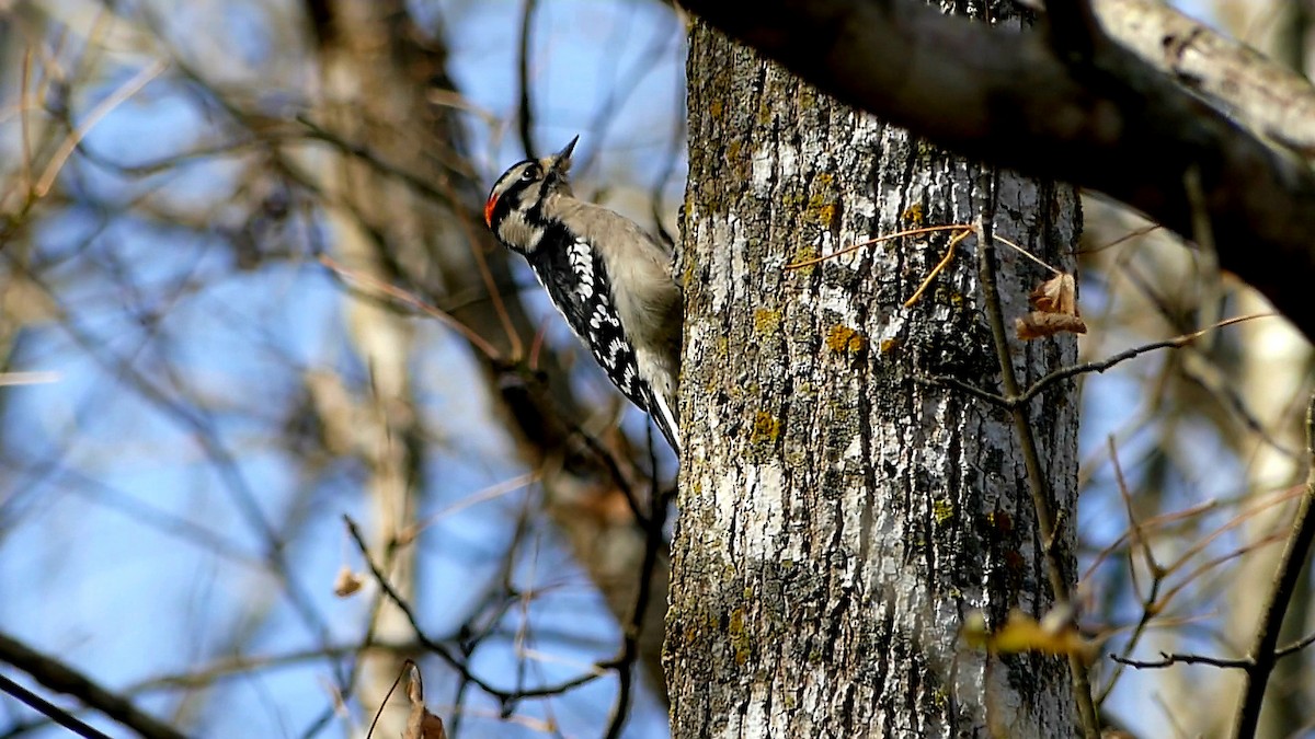 Downy Woodpecker - ML645086980