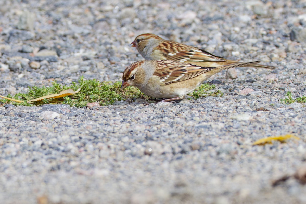 Porsuk Serçesi - ML645086986