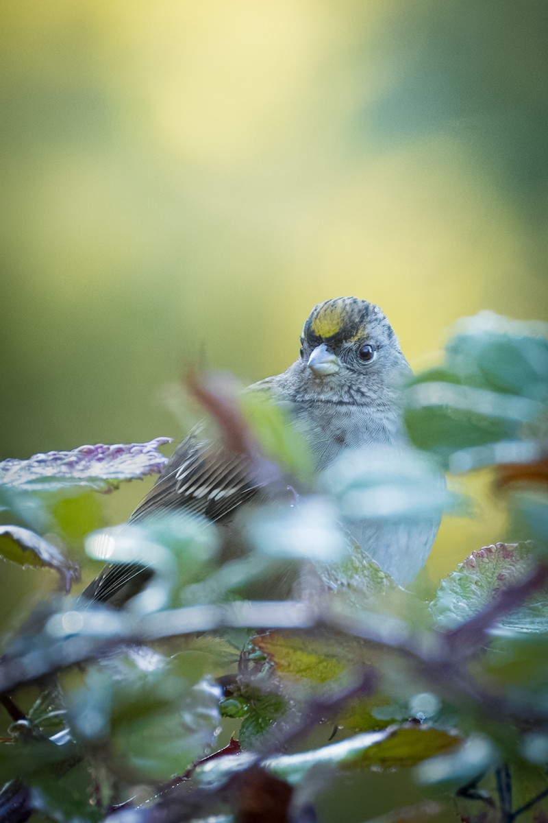 Golden-crowned Sparrow - ML645086988
