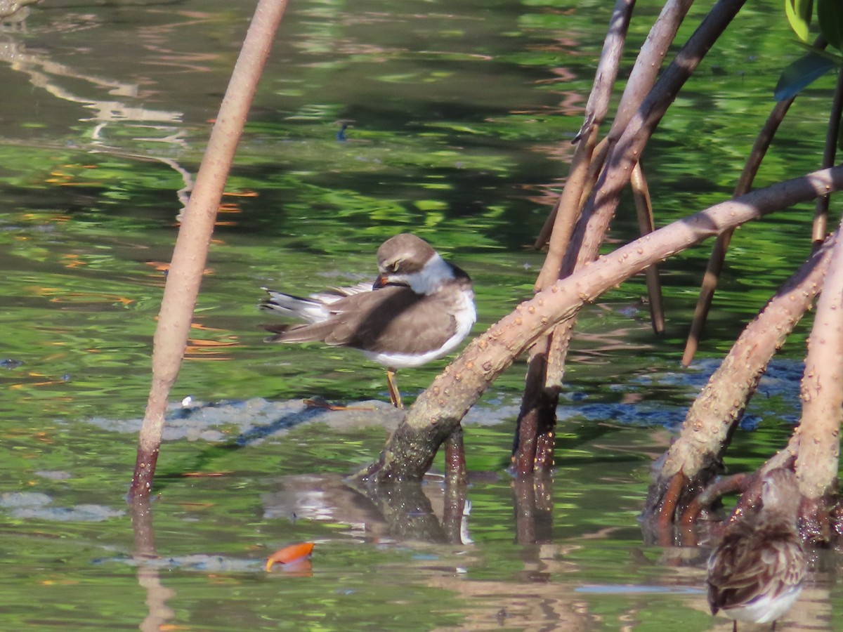 Semipalmated Plover - ML645086993