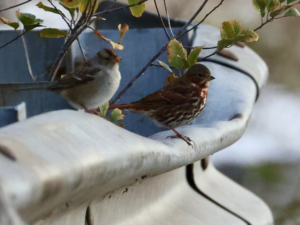 strnadec kaštanový - ML645086994