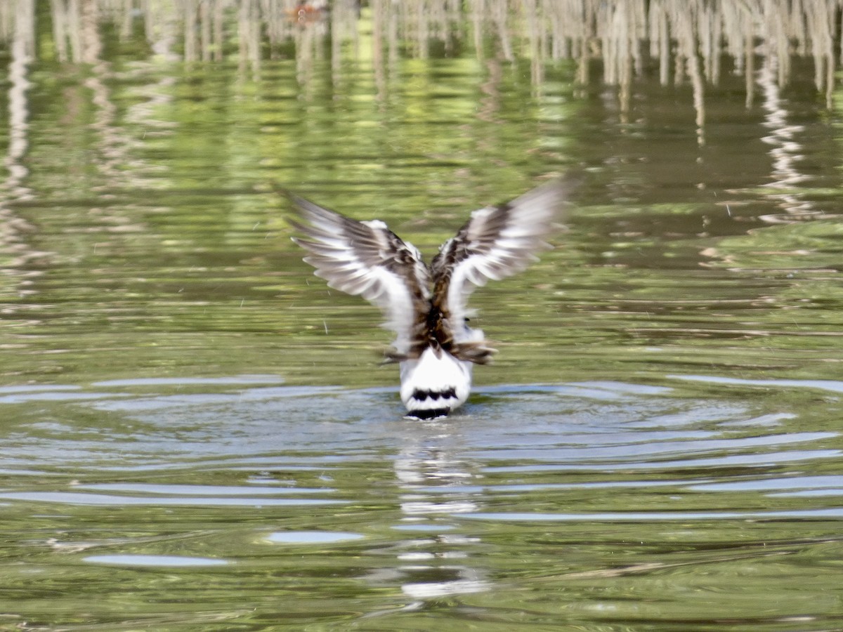Ruddy Turnstone - ML645087003