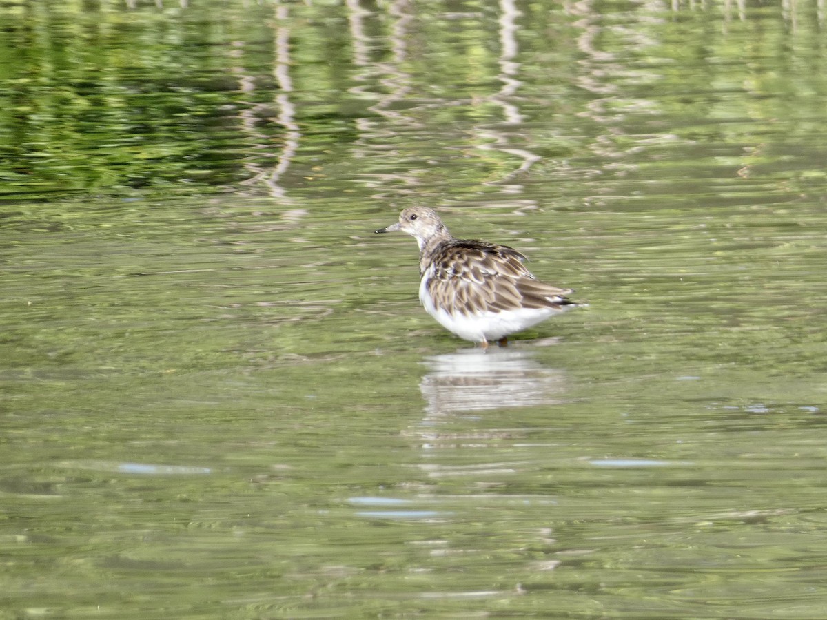 Ruddy Turnstone - ML645087004