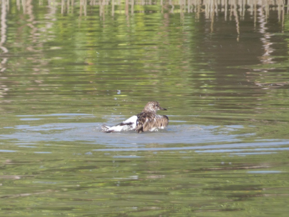 Ruddy Turnstone - ML645087005