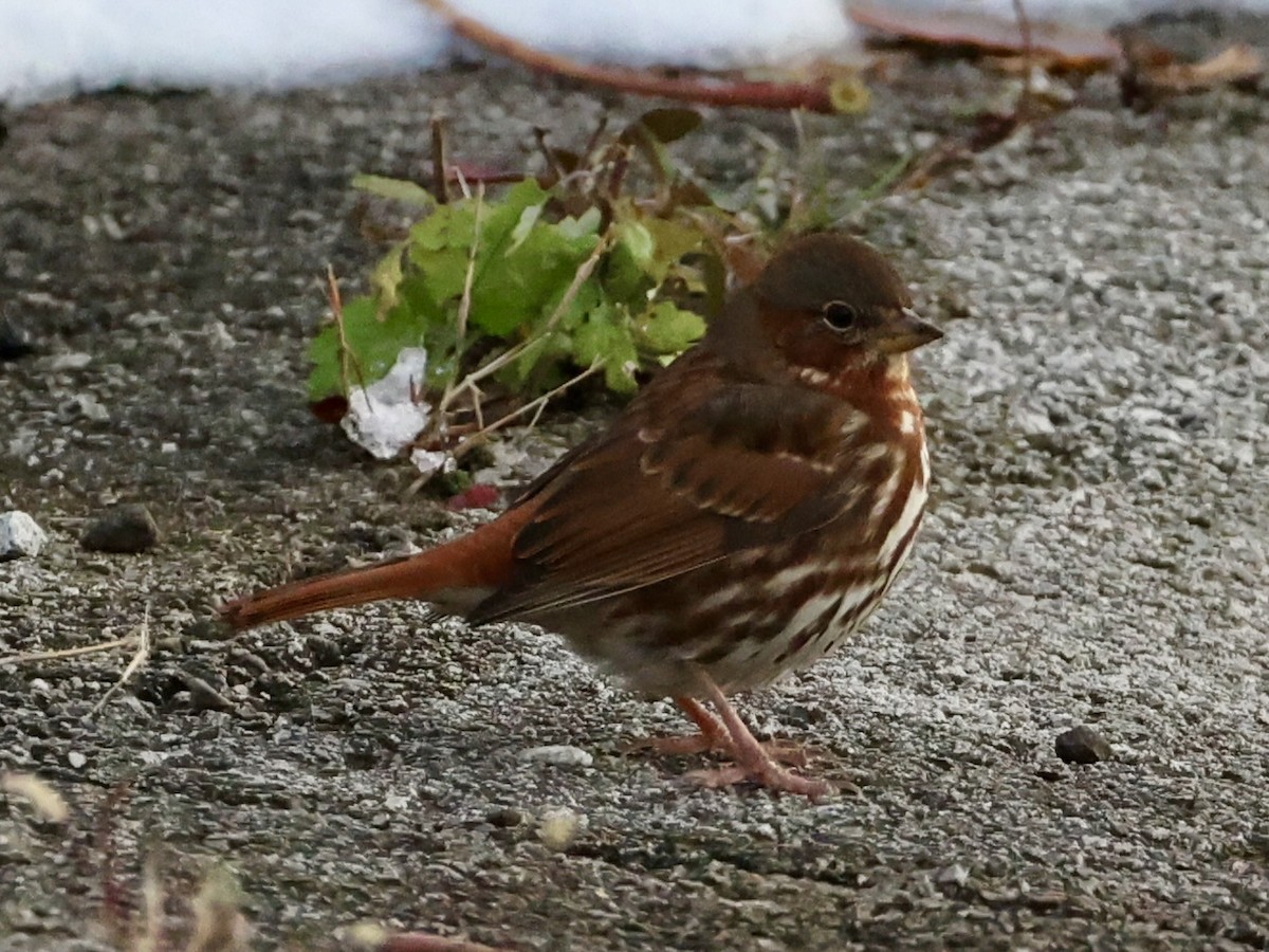 strnadec kaštanový - ML645087007