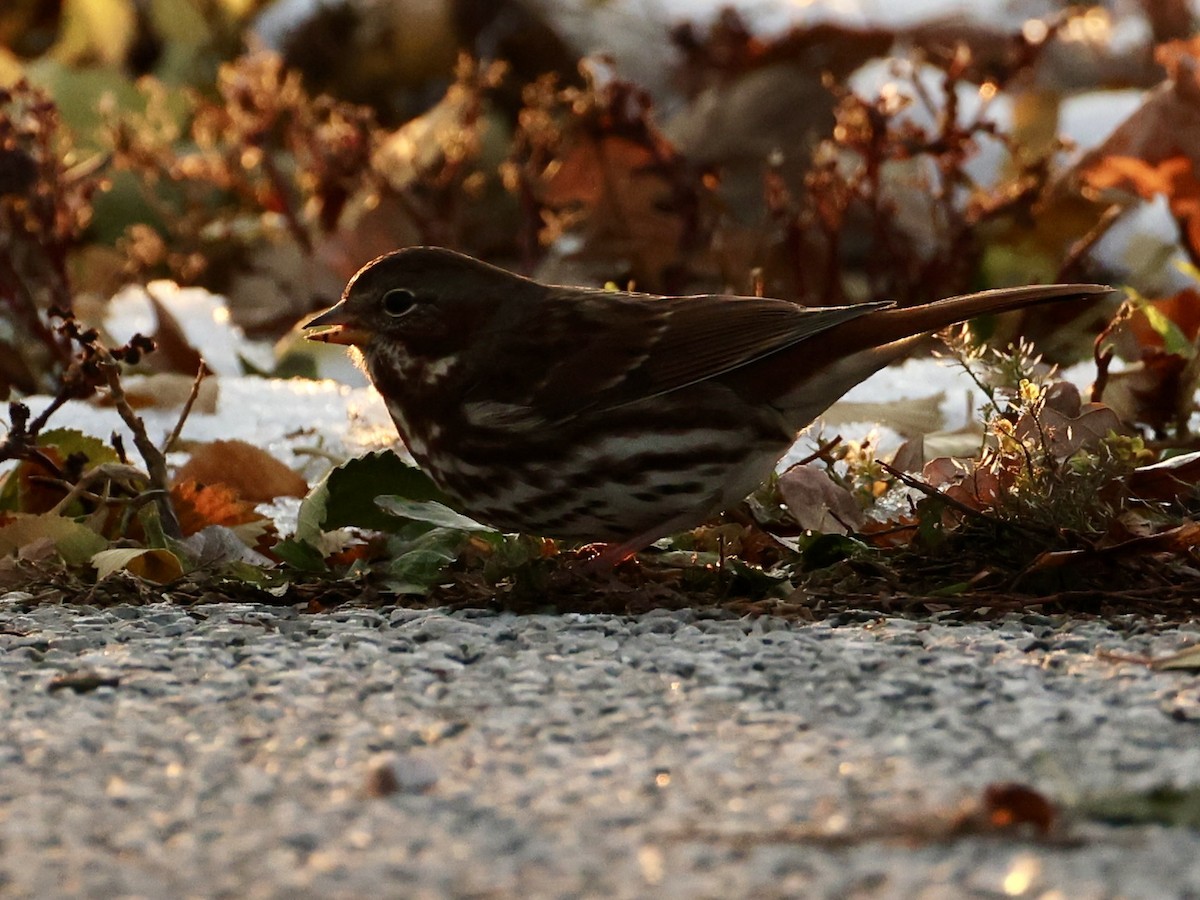 strnadec kaštanový - ML645087017