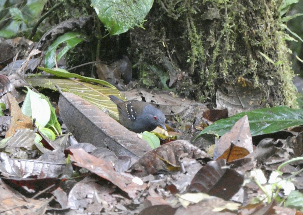 Esmeraldas Antbird - ML645087020