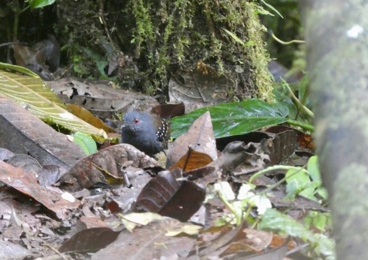 Esmeraldas Antbird - ML645087021