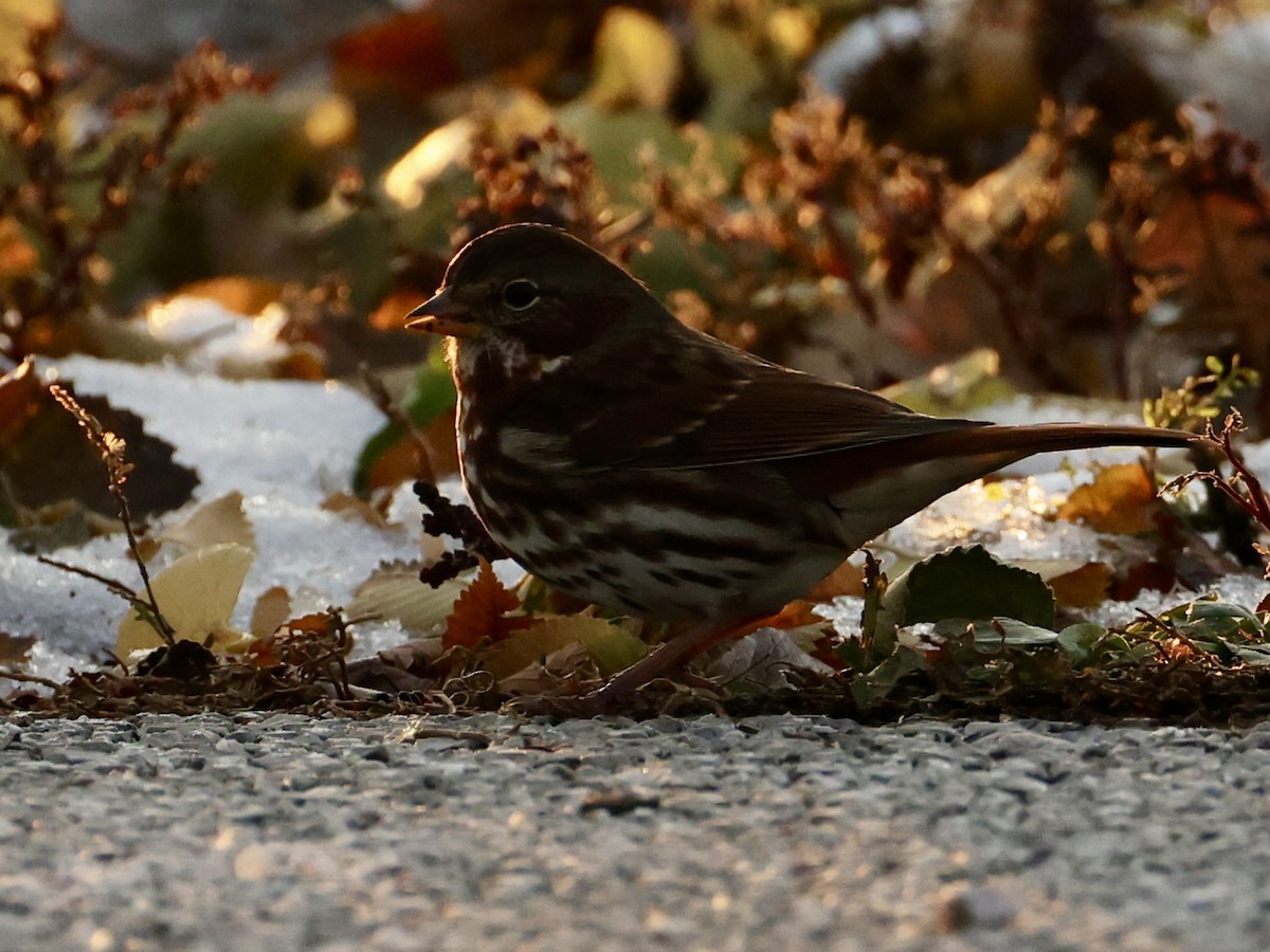 strnadec kaštanový - ML645087022