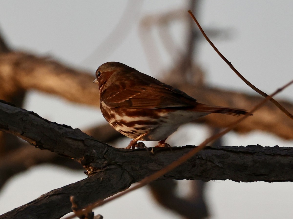 strnadec kaštanový - ML645087026