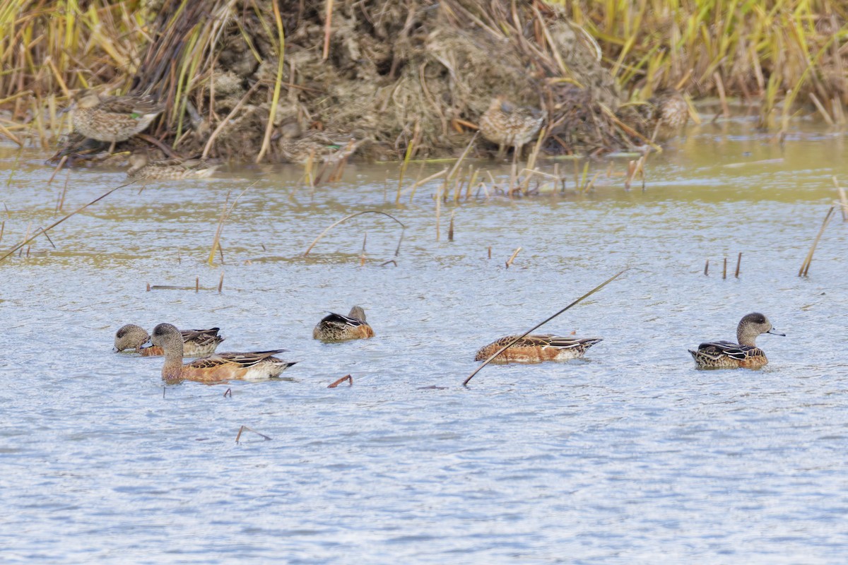 American Wigeon - ML645087027