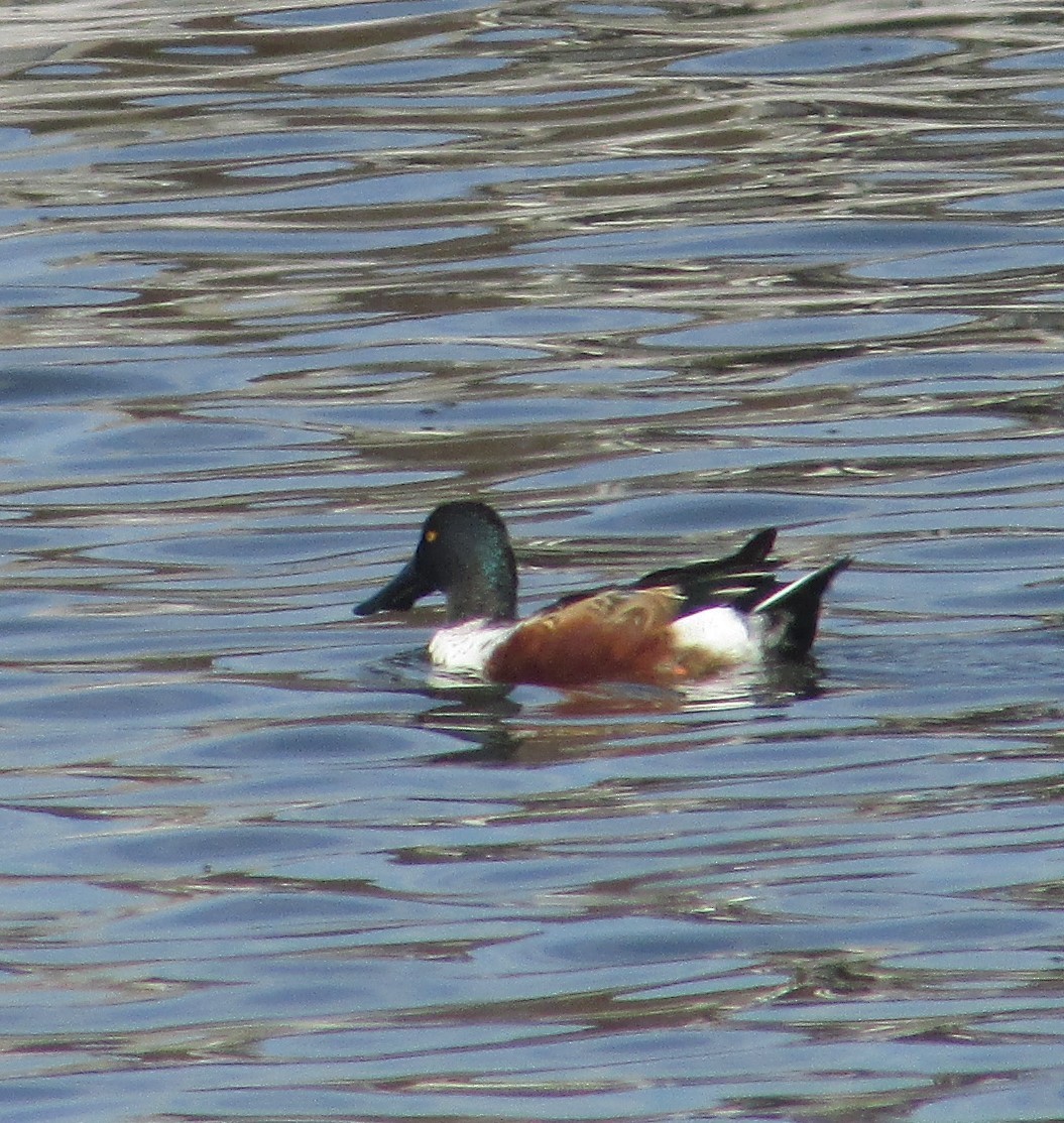 Mestolone - ML645087033