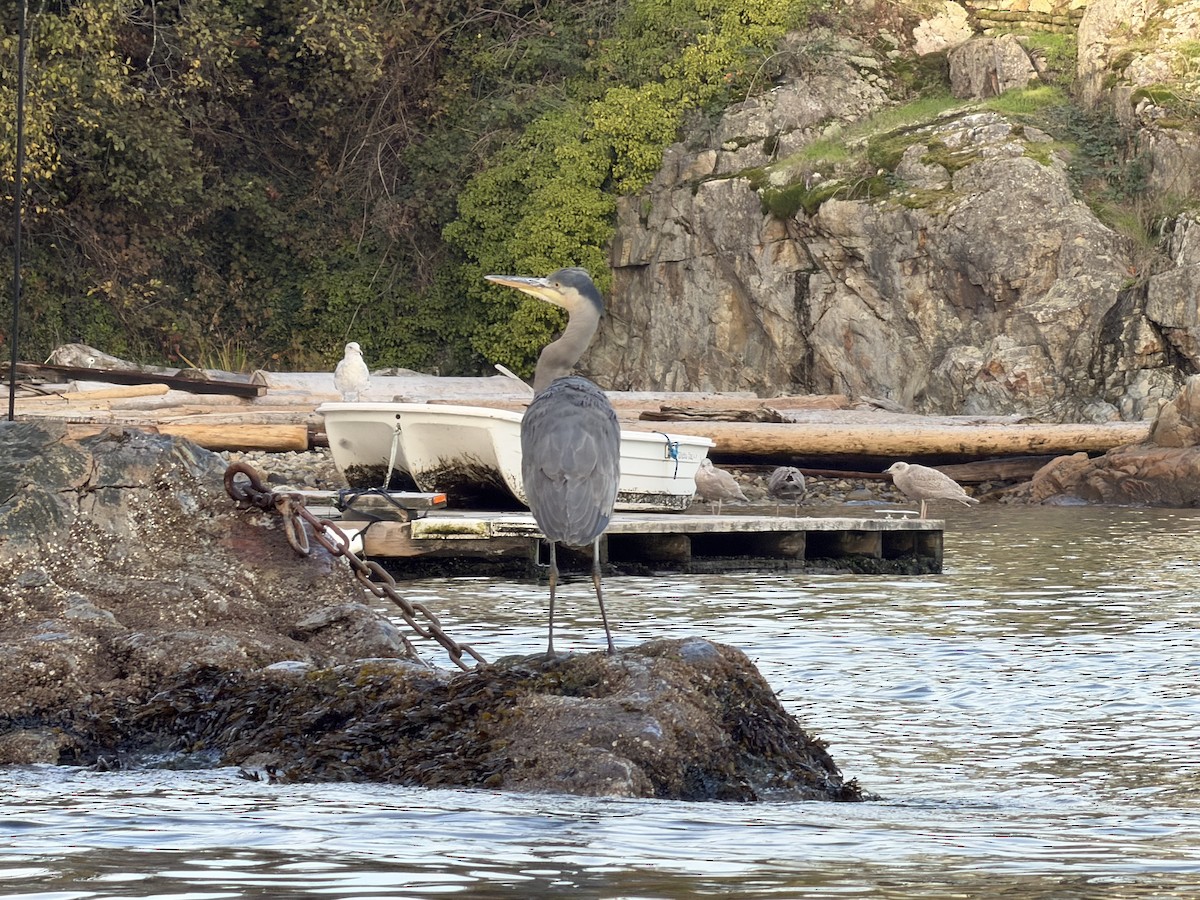 Great Blue Heron - ML645087035