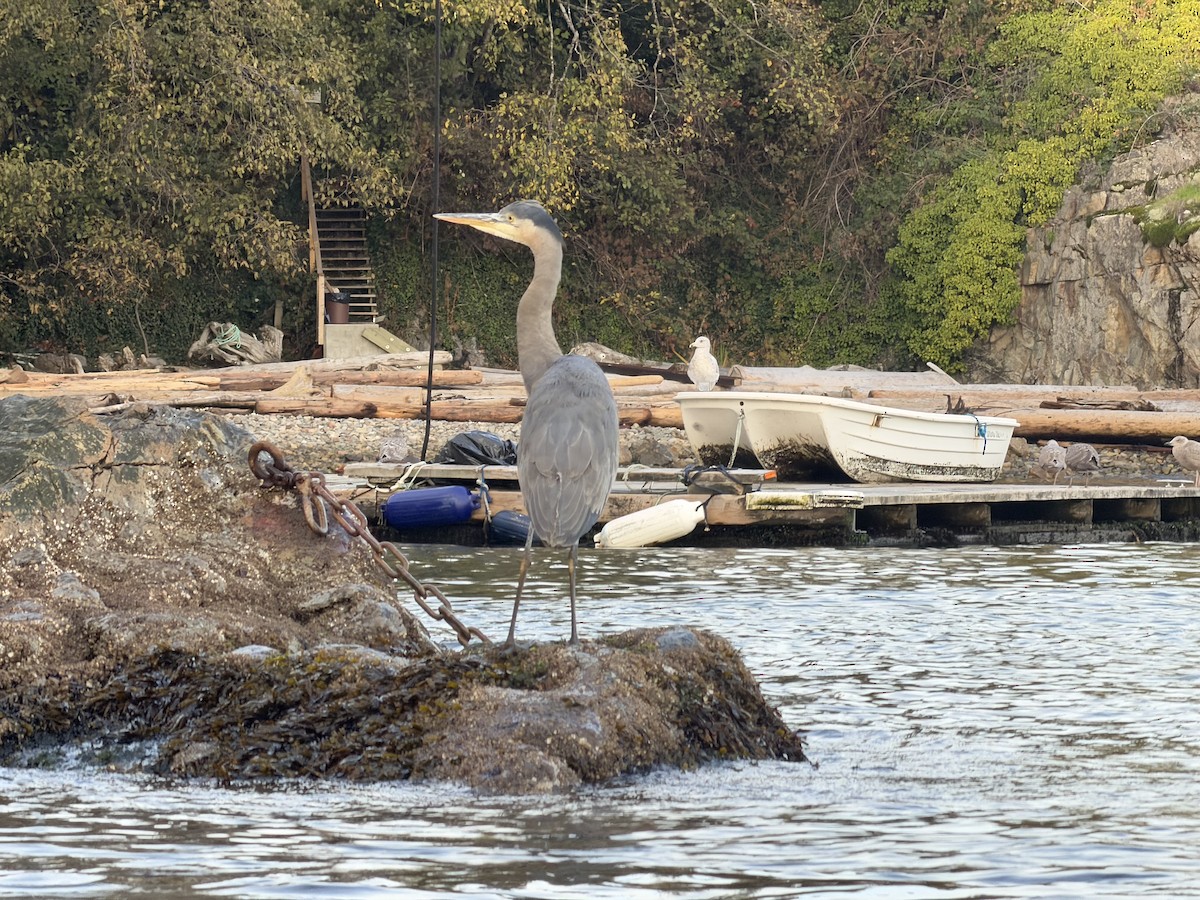 Great Blue Heron - ML645087036