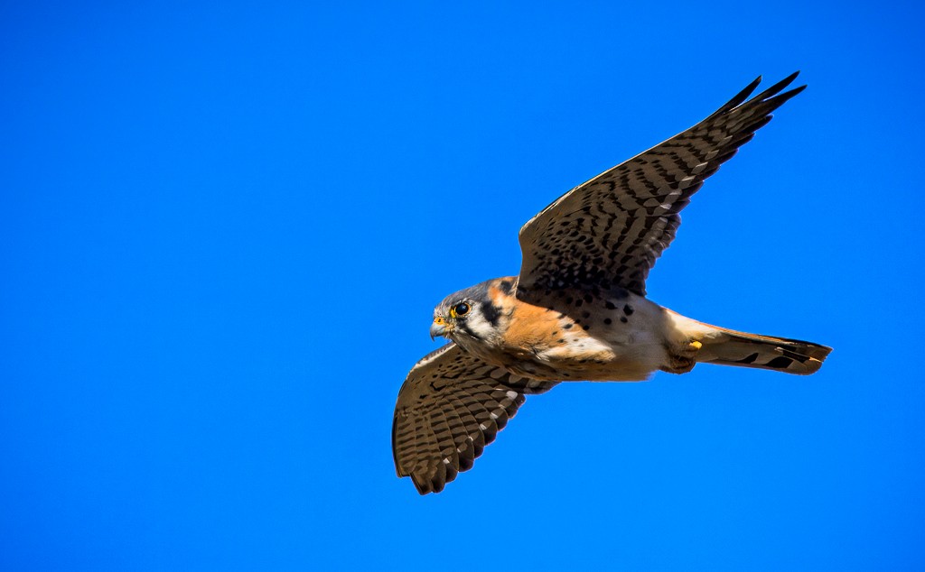 American Kestrel - ML645087040