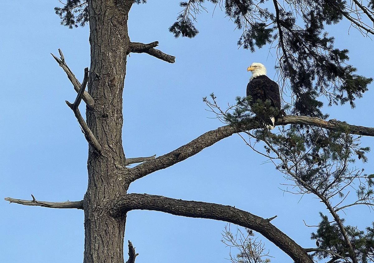 Bald Eagle - ML645087045