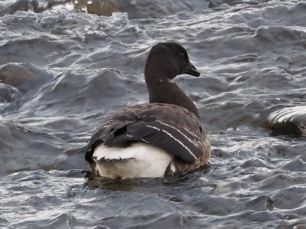 Brant - ML645087047