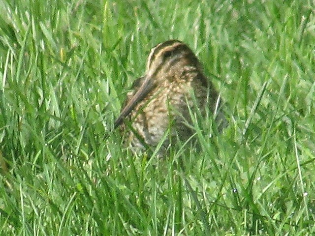 Wilson's Snipe - ML645087049
